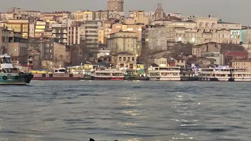 İstanbul kedilerin başkenti ilan edildi