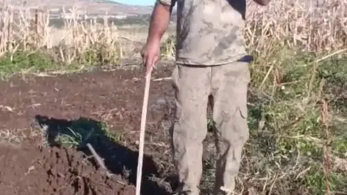 Çiftçi bahçesini talan eden domuza seslendi: İşte güldüren o görüntüler