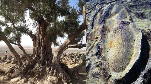 Nuh'un gemisinin Anadolu'daki varlığını zeytin ağaçları ispatladı