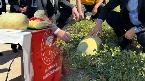Konya’nın Kartopu Karpuzu dikkat çekiyor: Şekersiz ama protein deposu