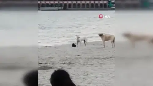 Köpek kapkaç yaptı vatandaş korku dolu anlar yaşadı
