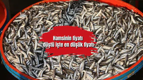 Hamsinin fiyatı düştü işte en düşük fiyatı