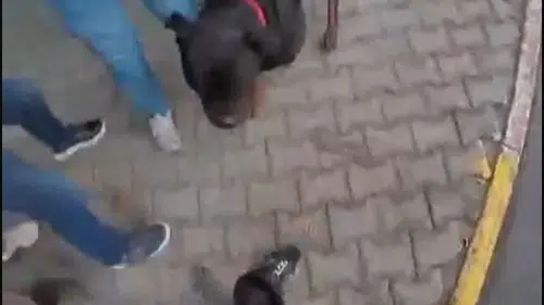 'Rottweiler' dehşet saçtı: Köpeği kimse durduramadı