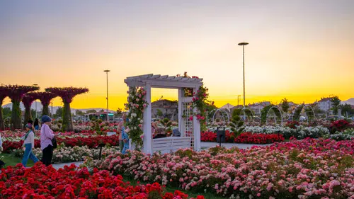 Konya'nın güllerle dolu bahçesi kapanıyor: Son kareler çekilecek