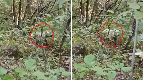 Herkes kutup ayısı zannetti: Rize'de görüntülendi
