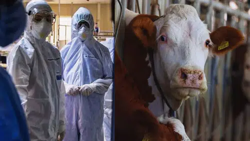 'Deli dana' yeniden Türkiye'de: Boğaz ağrısı, mide bulantısı baş dönmesi