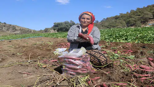 Yiyen bağımlısı oluyor: Bu patates bildiğiniz gibi değil