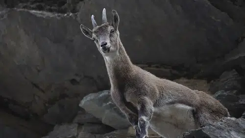 Yaban keçisi avı servete maloldu: Konyalı avcılar ceza karşısında şok geçirdi