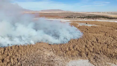 Konya'da sazlık alanda yangın çıktı: Kuş cenneti yandı