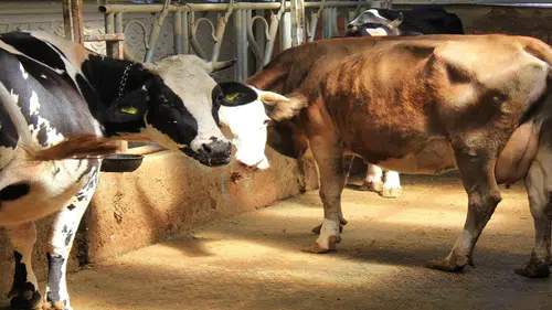 Şah hastalığıyla mücadele mi hayvanlara işkence mi: Küflü domates yedirip, idrar içiriyorlar