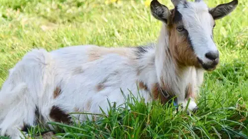 20 teke, 105 keçi ile 155 erkek ve 70 dişi çebiç: TİGEM'den keçi ihalesi