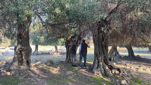 Bu ağaçlar tam tamına bin yaşında: Yaşıtları İspanya ve İtalya'da