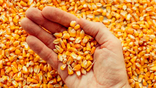 Konya Borsası haftayı nasıl kapattı? Hububat piyasasında son durum