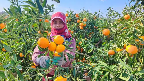 Kilosu 3 liraya düşen mandalina dalında çürüyor: Tarım işçileri grevde