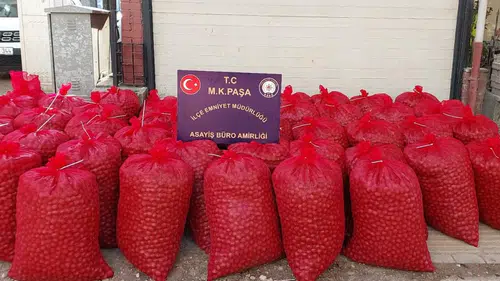 Bu da ceviz hırsızı: 1 ton cevizi çaldı