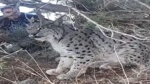 İlk kez bu kadar yakından görüntülendi: Vaşak görüntülendi