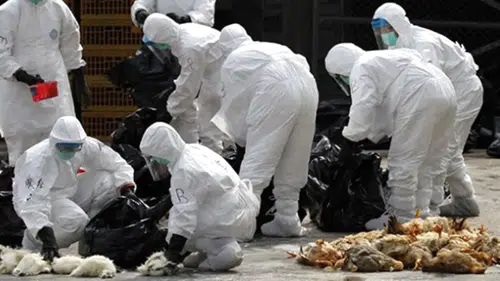 Kuş gribi alarmı: 2 milyondan fazla kümes hayvanı itlaf edildi