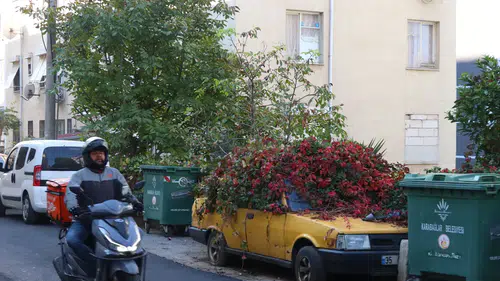 Sahibi öldü o da ölüme terk edildi: 8 yılda sarmaşık her yerini sardı