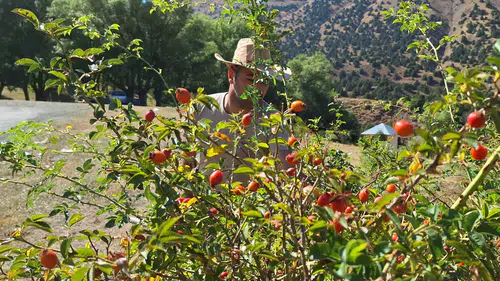 Dağların şifa deposu kırmızı hazinesi için hasat zamanı