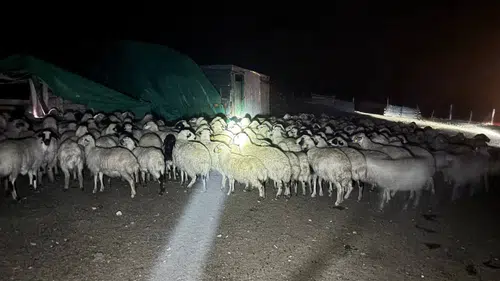 Buna en çok çoban sevindi: Sisi yaran dron arayıp buldu