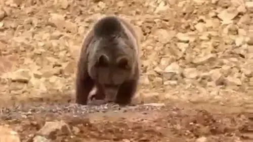 ''Ayı gel!'': Yol kenarındaki ayıya 'hamsi' ziyafeti