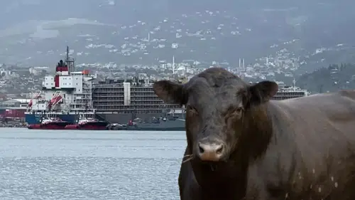 Büyükbaş sorunu: Türkiye, 2026’da 450 bin baş sığır, 70 bin ton et ithal edecek