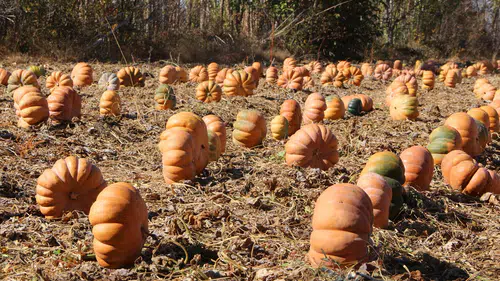 Konya’nın portakal renkli Muskatında hasat zamanı: Yüzler gülüyor