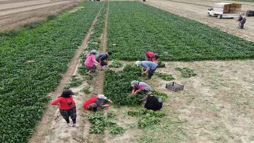 Bu yıl ıspanak bol: Hasadı kadınlar yapıyor