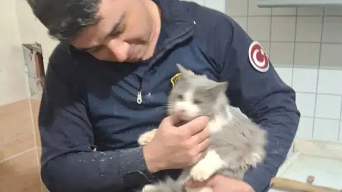 Kedi kurtarma operasyonu: Hava boşluğuna ters düşmüş