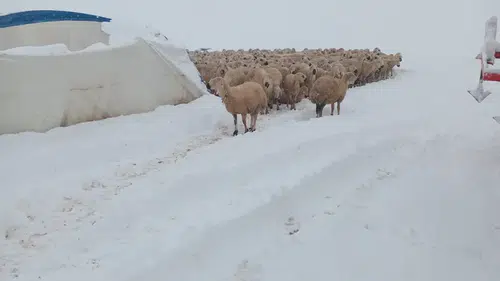Çadırdan ahır karın ağırlığına dayanamadı: Çok sayıda koyun telef oldu