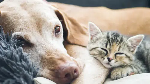 Evcil hayvanı olanlar dikkat! O tarihten sonra yasak