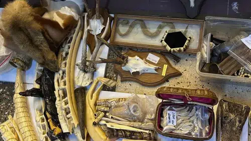 Fil dişi tespih, kurt dişi, caretta caretta kabuğundan tespih, aslan tırnağı: Polisten ilginç operasyon