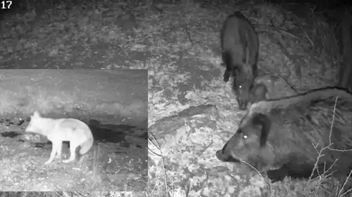 Konya'da yaban domuzunun çamur banyosu fotokapana yakalandı