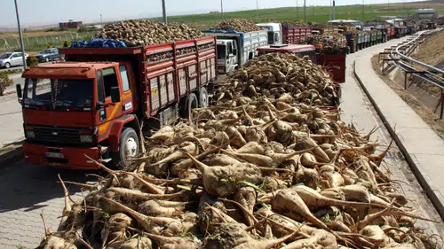 Konya'da milyonları yakından ilgilendiriyor: Şeker sektöründe kotalar belirlendi