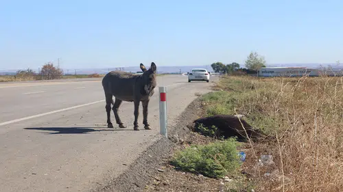 Annesi öldü: Eşek sıpası annesinin başından ayrılmadı