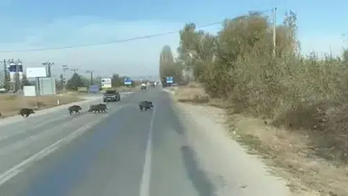 Konya'da karayolunu domuzlar bastı: Hayvanları gören frene bastı