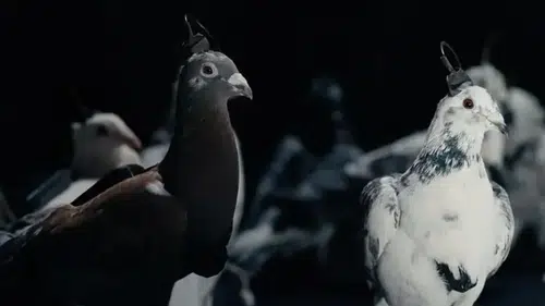 Rusya, casusluk için uzaktan kumandalı biyo-dron güvercinler üretti