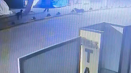 Köpeği tabancayla vurdu: Emekli astsubay köpeğin kendine saldırdığını iddia etti