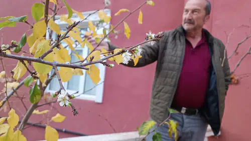 Konya'da mevsimleri şaşıran erik ağacı çiçek açtı