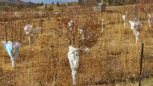 Konya’da fidanlara koruma kalkanı: Kışlık elbise giydiler