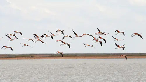 Artık Konya’ya gelmiyorlar: Flamingolar rotayı başka yere çevirdi