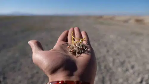 Konya'da kuraklıktan daha büyük tehlike: Afete dönüşürse büyük risk