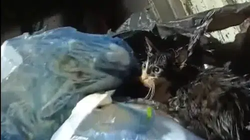 Temizlik işçilerinin dikkati hayat kurtardı: Poşetle çöpe atmışlar