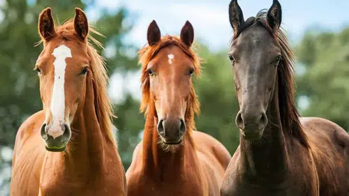 Milyon dolarlar kazanmanın yeni yolu: Türkiye'nin şampiyon atları Konya'da yetişiyor