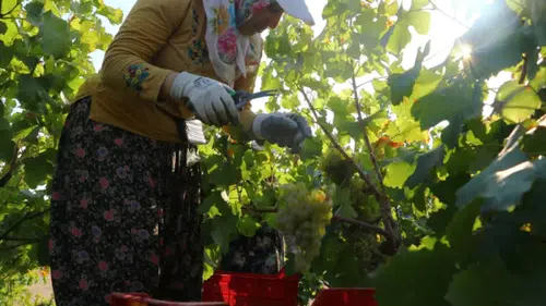 Konya'nın kuru üzümü şifa kaynağı: Diyabet ve metabolizmanın sağlık sırrı