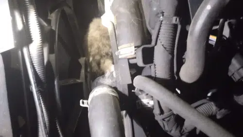 Nasıl olduğunu kimse anlayamadı: Kedi kendisini kurtaranlarla adeta konuştu