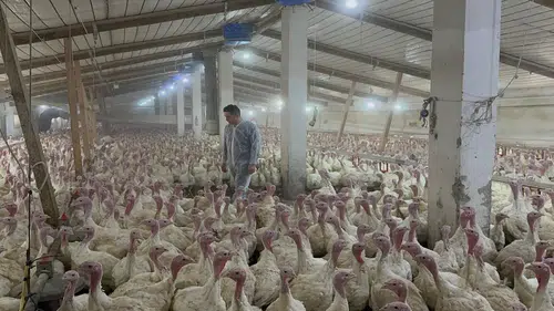 Yılbaşı hindisi cep yakacak: Binlerce hindi kesiliyor