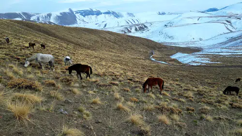 Nemrut Kalderası'nda at sürüsünün gizemli yolculuğu