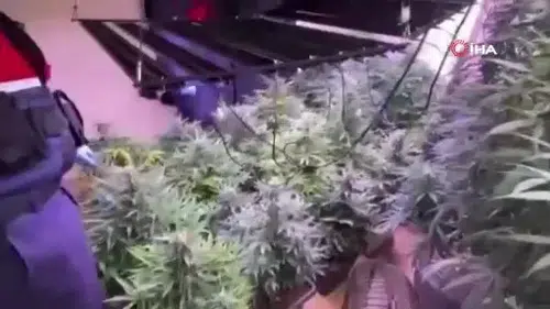 Jandarma gördüğüne inanamadı: Evde iklimlendirme sistemiyle kenevir