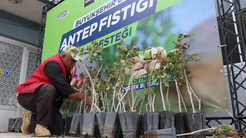 Konya, Antep Fıstığı üretiminde Güney Doğu'ya rakip oluyor